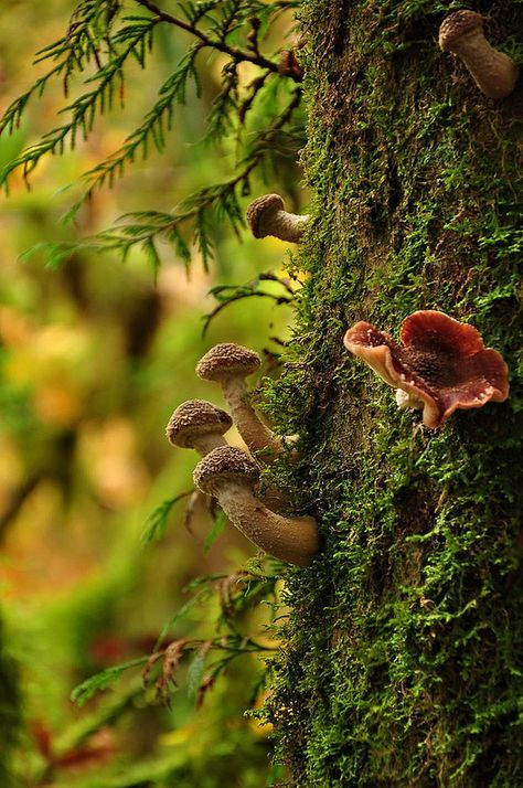 mushrooms + moss (mushrooms that look like little penises -- use as some sort of symbolism in myth painting?) Ormanlık Alan, Mushrooms Growing, Mossy Tree, Lichen Moss, Moss Garden, Mushroom Fungi, Airbrush Art, Walk In The Woods, Magical Forest