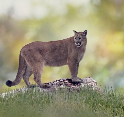 Florida Panther, The Everglades, Everglades National Park, The University Of Arizona, Florida Panthers, University Of Arizona, Ohio State University, Wildlife Conservation, Mississippi River