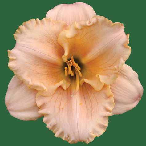 Catalina* Catalina Flower, Watercolor Flower Art, Daylilies, Light Peach, Flower Farm, Northern California, Watercolor Flowers, Home Deco, Flower Tattoo