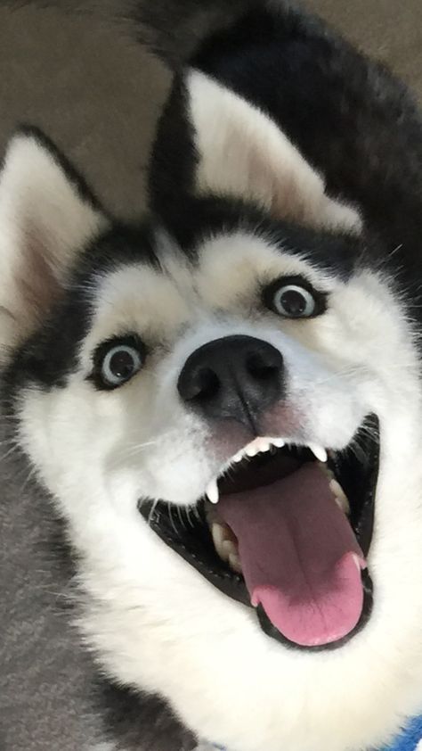 I love this face!!!!! Husky Humor, Caine Husky, Puppy Husky, Husky Funny, Cute Husky, Siberian Husky Dog, Husky Mix, A Husky, Husky Puppy