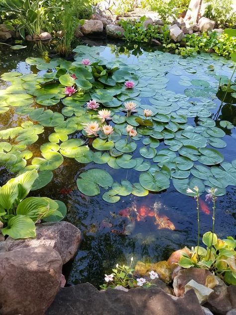 Secret Flower Garden, Water Lily Pond Photography, Landscape Reference Photos Nature, Pretty Plants Aesthetic, Lotus Pond Photography, Pond With Flowers, Lotus Flower Garden, Ace Core, Pond Aesthetic