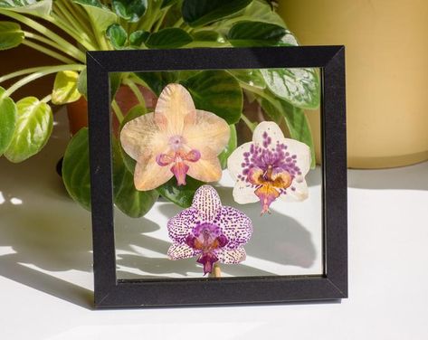 Pressed Botanical Art, Flower Room Decor, Framed Flower Art, Flower Frames, Frame Flower, Frame Gift, Decor Desk, Botanical Decor, Double Glass