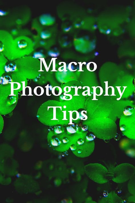 Camera Woman, Camera Basics, Photography Dslr, Macro Photography Tips, Macro Photography Nature, Macro Photography Tutorial, Digital Photography Lessons, Micro Photography, Nature Photography Tips