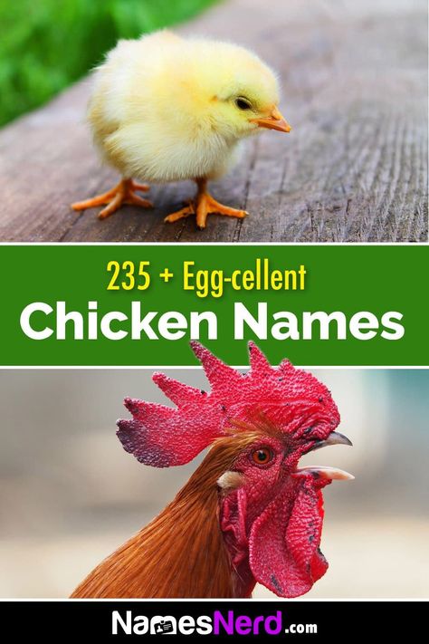 If you're looking for a name for your chickens, try out our easy to use chicken name generator. It'll give you some cute, funny, and cool options! Cute Chicken Names, Names Generator, Foghorn Leghorn, Animal Names, Cute Chickens, Chicken Runs, Chicken Humor, Name Generator, Pet Chickens