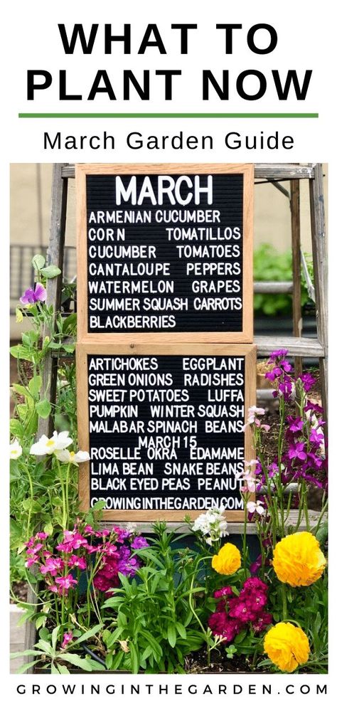 Garden inspiration, a March garden checklist, and a list of which vegetables, herbs, and flowers to plant in your garden in March.  There are important garden tasks to do in March, such as pruning frost-damaged plants and thinning fruit trees. Harvests from fall plantings are ending as planting continues for the spring and summer gardens.   #vegetablegarden #Marchgarden #gardening #gardenguide Gardening In Arizona, Garden Checklist, Arizona Garden, Desert Arizona, Arizona Gardening, Onion Bulbs, Spring Planting, Growing Cucumbers, Symbol Of Freedom