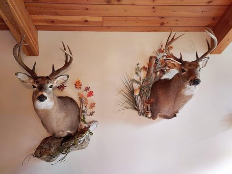 Fish Mounts, Custom Chevy Trucks, Hunting Fishing, Chevy Trucks, Taxidermy, Chevy, Hunting, Fishing, Trucks