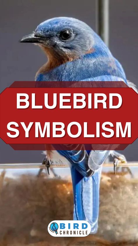 Bluebirds, found within North America, are so named because of their bright blue feathers. Our guide to bluebird symbolism shows how these birds have meanings in different cultures. Blue Birds Tattoo, Bluebirds Tattoo, Small Blue Bird Tattoos For Women, Blue Bird Meaning, Bluebird Tattoo Meaning, Small Bluebird Tattoo, Blue Bird Tattoos For Women, Blue Feather Tattoo, Bluebird Feather Tattoo