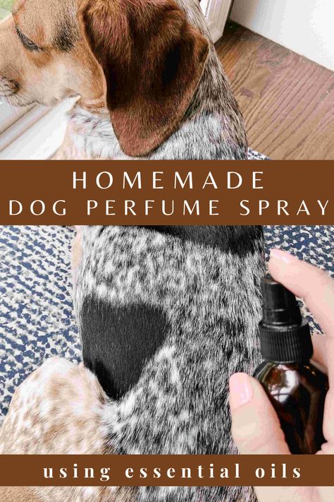 Making a homemade dog perfume spray using essential oils couldn’t be easier! It helps our beloved dogs smell a little better, whether that be from normal pet odor, the wet dog smell or just wanting to freshen up your dog’s coat. Homemade Dog Spray, Diy Dog Grooming Products, Dog Odor Eliminator Diy, Dog Essential Oils, Essential Oils For Dogs Odor, Homemade Dog Cologne, Diy Dog Spray For Odor, Homemade Dog Perfume, Diy Dog Deodorizer Spray Essential Oils