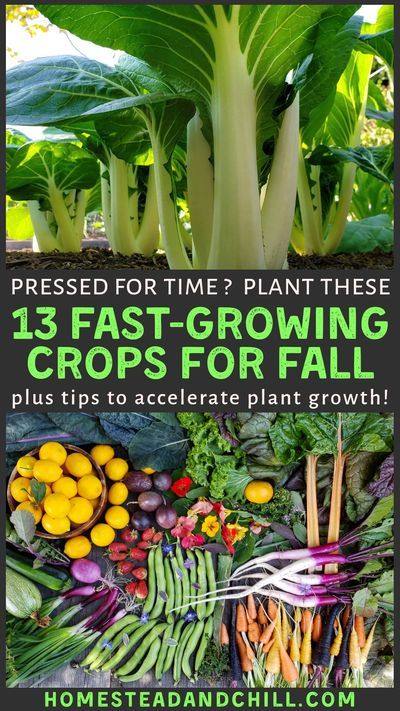 Planting Veggies, Veggies Garden, Growing Crops, Fast Growing Vegetables, Fall Crops, Gardening Food, Garden 2023, Beginner Gardening, Fall Gardening