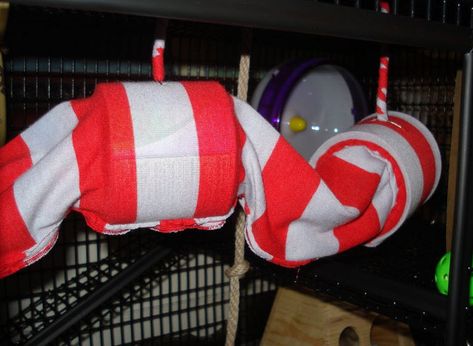 Pringles Can Tunnel Hammock Ferret Diy, Diy Rat Toys, Pet Rat Cages, Rattus Rattus, Rat Cage Accessories, Ferret Toys, Rat Hammock, Hamster Care, Pet Rat