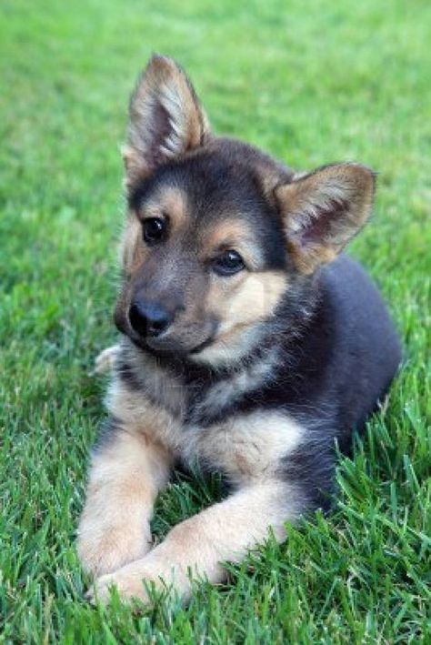 #German #Shepherd #puppy Puppy Day, Dog Facts, Airedale Terrier, Shepherd Puppies, Cane Corso, German Shepherd Puppies, A Puppy, German Shepherd Dogs, Cocker Spaniel