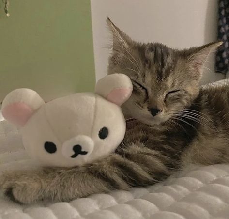 Cat With Plushie, Kittens Pfp, Kitten Icon, Cute Kitten Pfp, Cute Cat Icon, Cute Cats Pfp, Kitten Pfp, E Kitten, Cute Little Cats