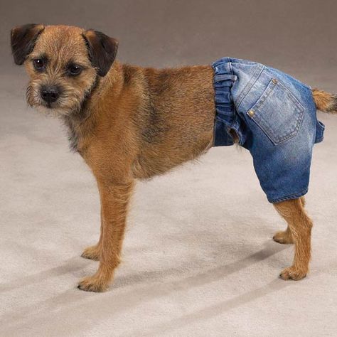 puppy shorts Dog Shorts, Cold Weather Dogs, School Friend, Facebook News, Denim Projects, Border Terrier, Dog Wear, Dogs Of The World, Denim Details