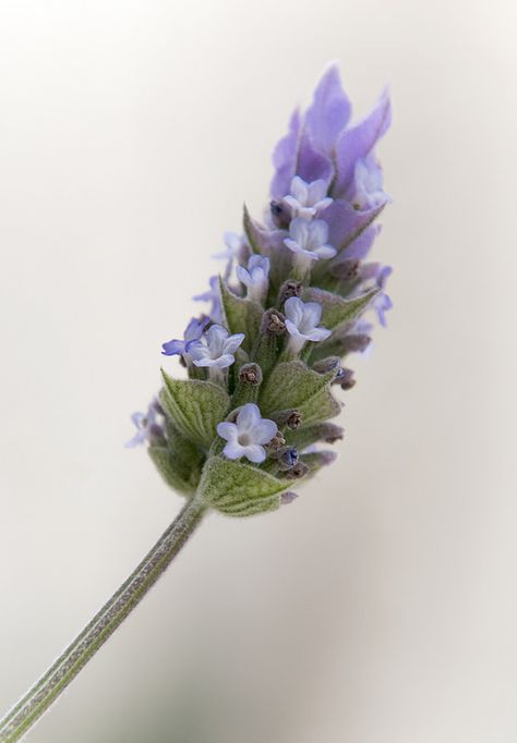 Tattoo Perfume, Flor Tattoo, Green Lavender, Lavender Flower, Book Illustration Art, Fairy Book, Botanical Watercolor, Acrylic Flowers, Nature Garden