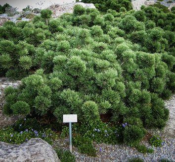 Unexpected groundcovers: Pinus mugo 'Bubikopf' Conifer Garden, Mugo Pine, Pinus Mugo, Evergreen Groundcover, Conifers Garden, Evergreen Garden, Ground Cover Plants, Family Garden, Unusual Plants