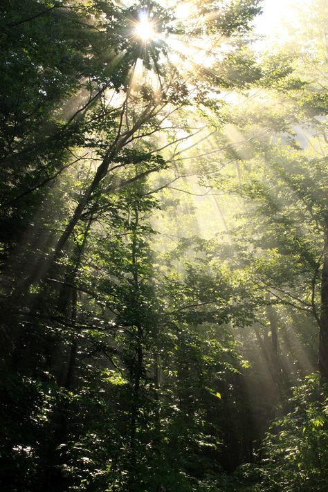 Sunlight In The Woods, Nature Aesthetic Green Forest, Sunlight Forest, Sunlight Through Trees Aesthetic, Forest With Sunlight, Art Assignments, Beach Photography Poses, Tree Canopy, Gods Creation