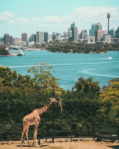 Collage Landscape, Australia Travel, Water Fountain, Sydney Australia, Most Beautiful Places, San Francisco Skyline, Cityscape, Beautiful Places, Sydney