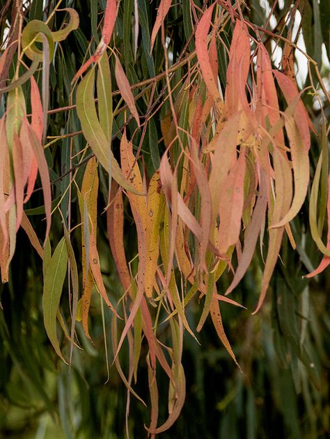 Australian Gum Leaves, Gum Tree Photography, Old Wooden Bridge, Australian Autumn, Australian Colours, Australian Landscapes, Gum Trees, Gum Leaves, Australian Trees