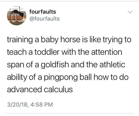 Baby hotses Equestrian Funny, Equestrian Memes, Funny Horse Memes, Horse Meme, Horse Quotes Funny, Horse Jokes, Horse Riding Quotes, Equestrian Quotes, Training Quotes