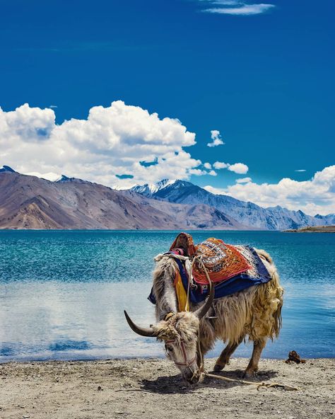 Pangong Lake Skydiving In Dubai, Pangong Lake, Ladakh India, Leh Ladakh, Tunnel Of Love, Largest Waterfall, India Tour, Leh, Bhutan