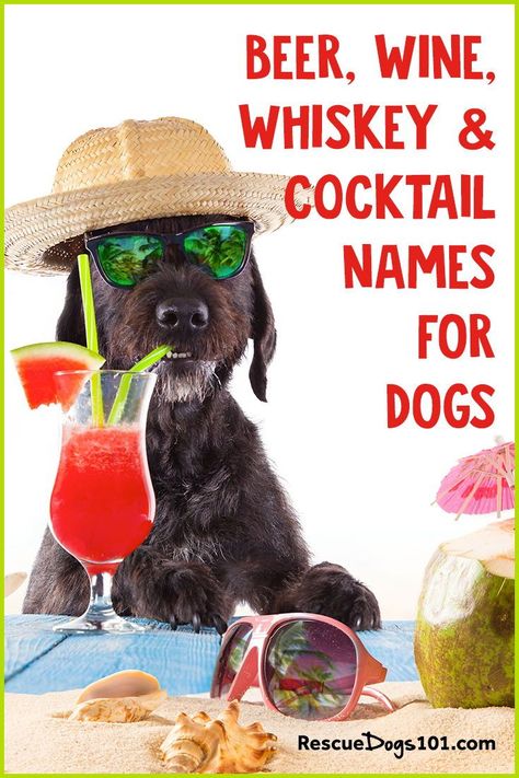 We have you covered with both female and male beer, wine, liquor, and craft beer names… I’m certain you will find the perfect fitting alcohol name for your new puppy. Alcohol Dog Names, Cute Dog Names Boy, Unique Names For Pets, Western Names For Dogs, Ocean Themed Dog Names, Names For Male Cats, Puppies Names Female, Girl Dogs Name, Dog Names Unique