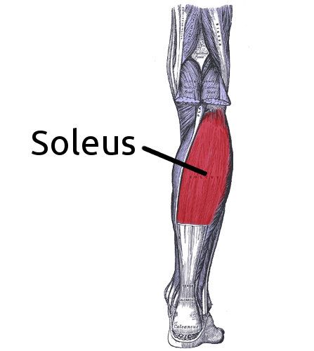 Soleus Muscle, Trigger Point Therapy, Lower Limb, Muscle Anatomy, Myofascial Release, Shin Splints, Strengthening Exercises, Trigger Points, Behavior Change