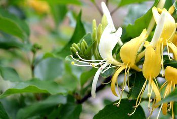 How to Grow Honeysuckle in Pots | Home Guides | SF Gate Grow Honeysuckle, Honeysuckle Plant, Wisteria Sinensis, Wisteria Plant, Honeysuckle Flower, Flower Pot Design, Fast Growing Plants, Plant Ideas, Attract Butterflies