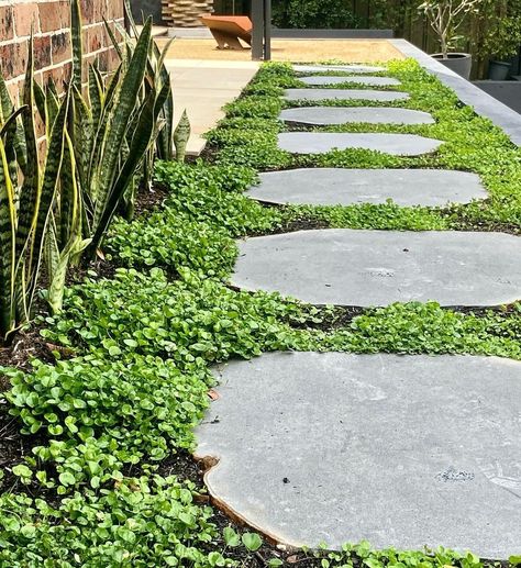 Organic Stepping Stones, Stepping Stones With Ground Cover, Large Stepping Stones Pathway, Steppers In Lawn, Bluestone Stepping Stone Path, Ground Cover Front Yard, Dichondra Ground Cover, Bluestone Steppers, Muddy Backyard