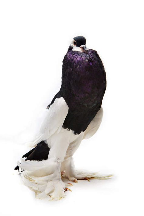 Fancy Pigeons, Fancy Pigeon, Boston Photography, Pigeon Pictures, Pigeon Breeds, Dove Pigeon, Racing Pigeons, Interesting Animals, Animal References