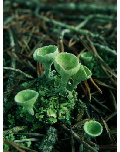 Nature's Perfect Greenery The Magic Faraway Tree, Faraway Tree, Lichen Moss, Slime Mould, Plant Fungus, Plants Growing, Mushroom Fungi, Wild Mushrooms, Plant Life