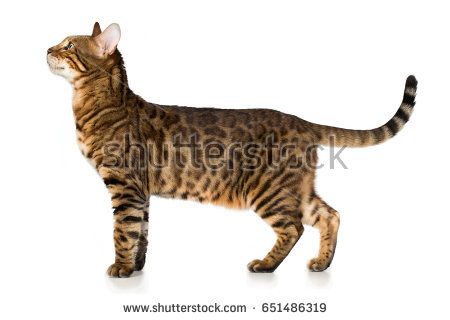 Wild Cat Breeds, Cats Together, Pedigree Cats, Cat References, Cat Standing, Cat Stretching, Cat Anatomy, Animal Categories, Cat Reference