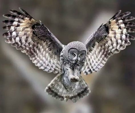 Swooping Grey Owl!!! Owl Flying, Owl Images, Owl Wallpaper, Great Grey Owl, Owl Photos, Owl Pictures, Gray Owl, Beautiful Owl, Great Horned Owl