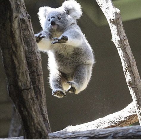 Funny Koala, Cute Koala Bear, Animals Video, The Wombats, Australia Animals, Baby Koala, Koala Baby, Cute Animals Images, Pretty Animals