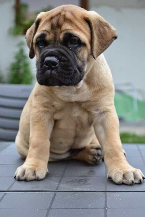 Bull Mastiff Dogs, Bull Mastiff Puppies, English Mastiff Puppies, Friendly Dog Breeds, House Training Puppies, Giant Dog Breeds, Mastiff Puppies, Potty Train, Tibetan Mastiff