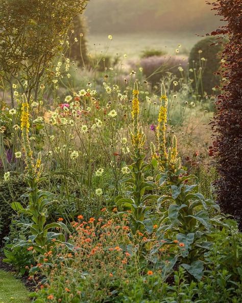 Stipa Gigantea, Naturalistic Garden, English Country Gardens, Garden Photography, Natural Garden, Perennial Garden, Country Gardening, English Garden, Pale Yellow