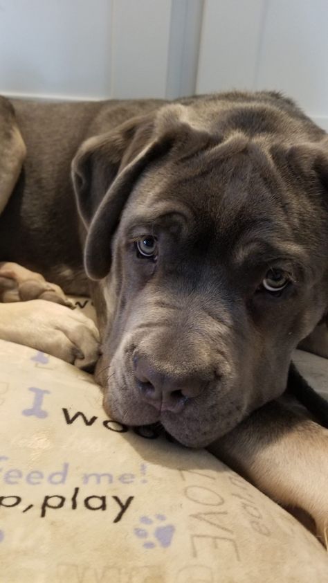 Puppy Cane Corso, Cane Corso Labrador, Came Corso Dog, Can Corso Dogs, Came Corso Puppy, Grey Cane Corso Puppy, Gray Cane Corso, Brown Cane Corso, Cute Cane Corso Puppies