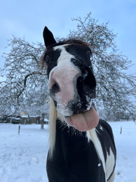 Horses At Christmas, Black And White Horse Aesthetic, Pretty Horse Coats, Horse Sleeping, Paint Horse Breed, Rare Horse Colors, Horse In Winter, Horses In Winter, Horse In Snow