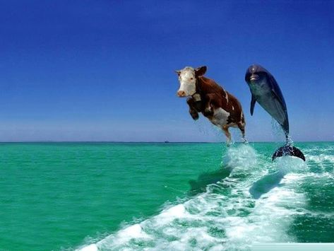 Funny Desktop Background Pranks - Viewing Gallery Steller's Sea Cow, Sea Cow, Picture Prompts, Story Starters, Cows Funny, Funny Wallpaper, Cool Writing, Animal Wallpaper, Funny Animal Pictures