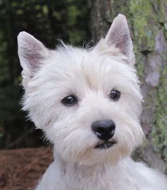 West Highland Puppies & Westies for Sale | Arrowhead Acres Westies Puppies, Westie Puppies For Sale, West Highland Terrier Puppy, West Terrier, Puppy Socialization, Otters Cute, Westie Puppies, Highland Terrier, Dream Dog