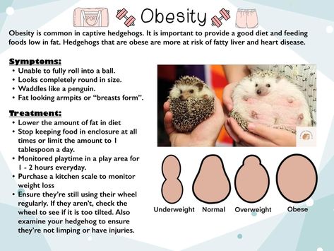 Types Of Hedgehogs, Hedgehog Care Guide, Hedgehog Diet, Hedgehog Names, Hedgehog Care, Hedgehog Pet, Hedgehogs, Best Diets, Christmas List