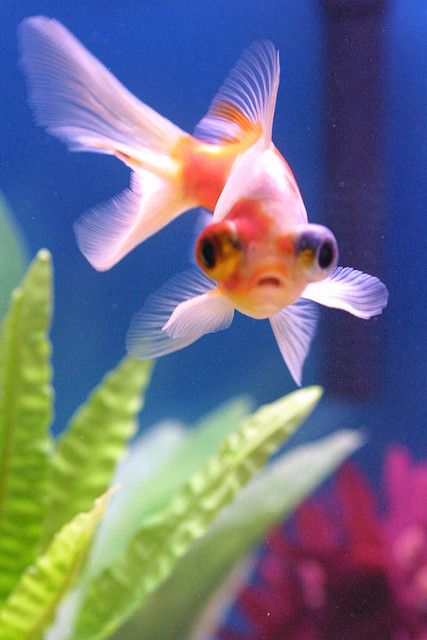 Telescope Eye Goldfish Wanted to get one of these, but picked Black Moors instead, ah well. Love my goldies! <3 Pop Eyed Goldfish, Goldfish With Big Eyes, Telescope Eye Goldfish, Telescope Goldfish, Bubble Eye Goldfish, Shubunkin Goldfish, Goldfish Watercolor, Goldfish Care, Goldfish Types