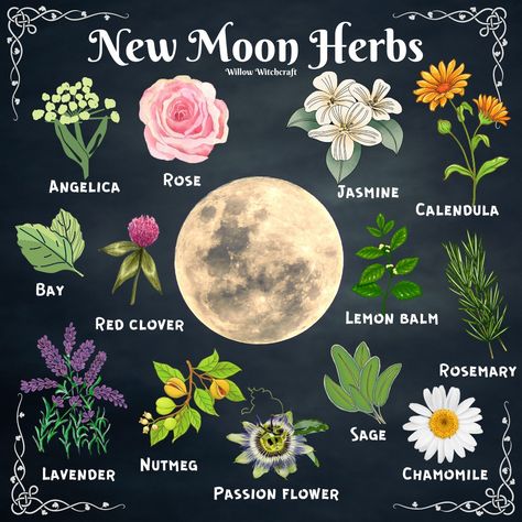 Witchcraft Plants, Lunar Witchcraft, Witchy Plants, Lemon Witchcraft, Faery Witchcraft, New Moon Herbs, Witch Plants, Witchcraft Flowers, Witchy Flowers