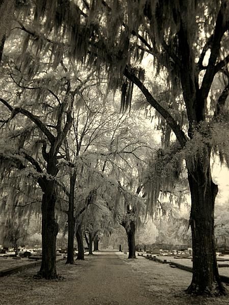 Alabama Selma Alabama, Mossy Tree, Southern Mansions, Southern Life, Sweet Home Alabama, Spanish Moss, Down South, Southern Belle, Black And White Pictures