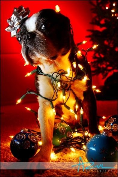 Boston Terrier Birthday, Boston Christmas, Christmas Boston, Boston Terrier Christmas, Dog White, Boston Terrier Love, Dog Rules, Star Light, Pet Holiday