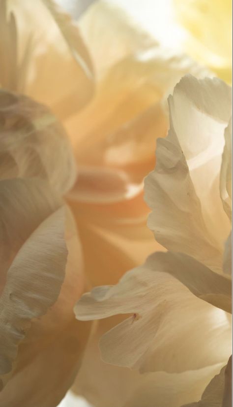 Blooming Aesthetic, Foto Macro, Mises En Page Design Graphique, 背景 シンプル, Deco Floral, Yellow Aesthetic, Beige Aesthetic, Aesthetic Images, Flower Market