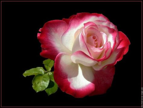 Double Delight Rose, Hybrid Tea Rose, Rose Rise, Rose Family, Hybrid Tea Roses, Different Flowers, Love Rose, Tea Roses, Back To Nature