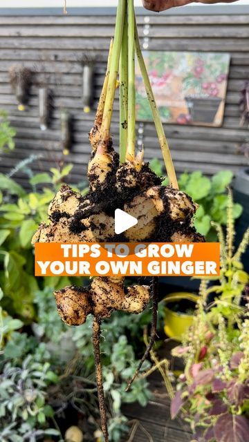 2.2M views · 167K likes | Patrick Vernuccio on Instagram: "Tips to grow your own Ginger at home 🫚💚 Nature is beautiful and so generous, out of one ginger rhizome, you can obtain lots of new fresh ginger! And yes, it works in pots 🙌🏼

Here are some additional tips to this video to help your grow your own fresh ginger

🫚 It works with organic ginger not treated with anti sprout spray

🫚 Place it into water the first days then pour out the water and only spray water every day, after some weeks it will sprout. Sometimes you can even buy ginger that is already starting to sprout, makes it quicker

🫚 You can either plant the full ginger rhizome or cut it into several pieces to plant more as long as each pieces have a sprouting eye

🫚 Place your ginger in a pot of 4L / 1 Gallon, place nea Ginger Rhizome, Nature Is Beautiful, Growing Ginger, Balcony Gardening, Mini Tacos, Indoor Vegetable Gardening, Growing Veggies, Gardening Plants, Balcony Terrace