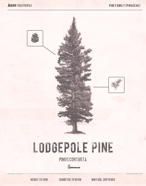 Lodgepole Pine Tree, Lodgepole Pine, Erosion Control, Scrapbook Art, Tree Service, Tree Photography, Pine Needles, New Poster, Pine Trees