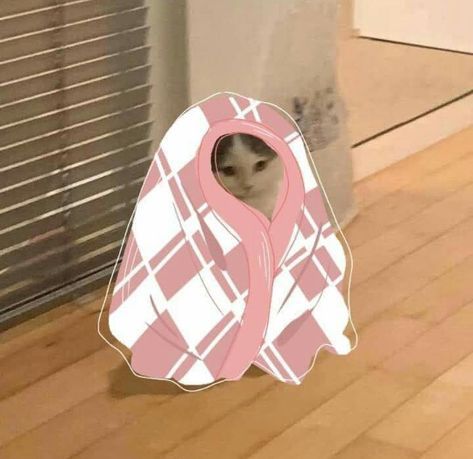 Standing Cat Pfp, Cat Cosplay, Cat Pfp, Cat Stands, Cat Icon, Cat Carrier, Cat Aesthetic, The Infinity