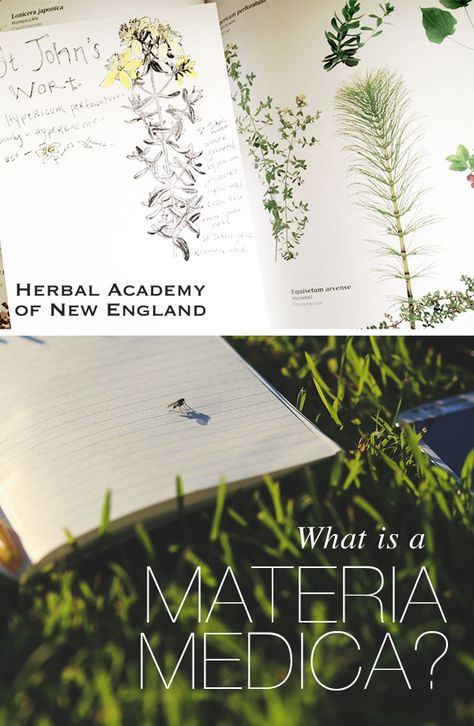 What is a Materia Medica and How to Craft One - Herbal Academy Herbal Academy, Herbal Education, Herbal Apothecary, Herbal Recipes, Healing Plants, Illustration Botanique, Herbal Healing, Holistic Remedies, Herbs For Health